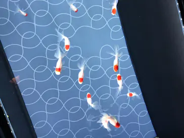 すみだ水族館に投稿された画像（2020/8/12）