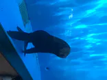 仙台うみの杜水族館に投稿された画像（2020/8/12）