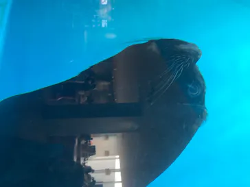 仙台うみの杜水族館に投稿された画像（2020/8/12）