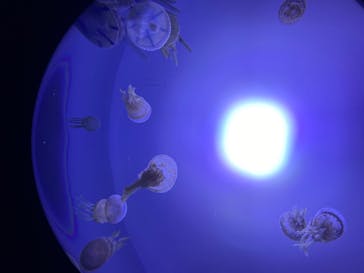 サンシャイン水族館に投稿された画像（2020/8/12）