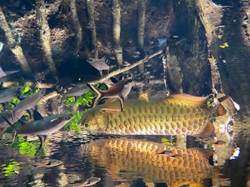 サンシャイン水族館に投稿された画像（2020/8/12）