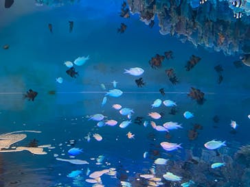 サンシャイン水族館に投稿された画像（2020/8/12）