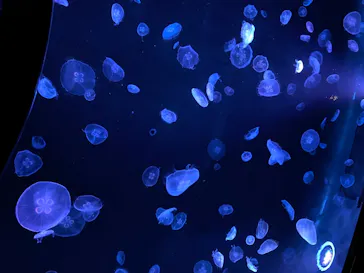 すみだ水族館に投稿された画像（2020/8/12）