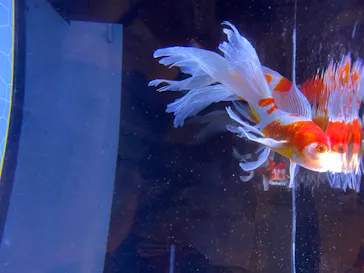 すみだ水族館に投稿された画像（2020/8/12）