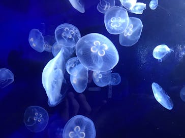 サンシャイン水族館に投稿された画像（2020/8/12）