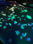 すみだ水族館に投稿された画像（2020/8/12）