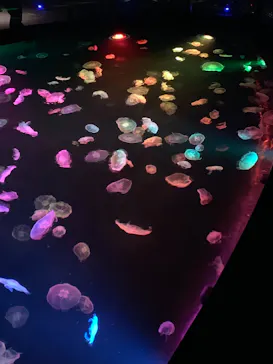 すみだ水族館に投稿された画像（2020/8/12）