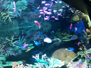 サンシャイン水族館に投稿された画像（2020/8/12）