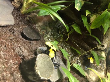 サンシャイン水族館に投稿された画像（2020/8/12）