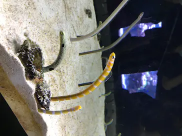 すみだ水族館に投稿された画像（2020/8/12）