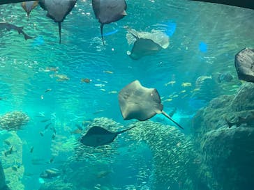 新江ノ島水族館に投稿された画像（2020/8/12）