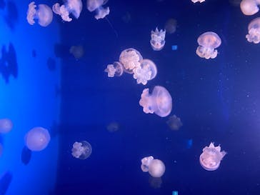 新江ノ島水族館に投稿された画像（2020/8/12）