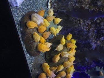 新江ノ島水族館に投稿された画像（2020/8/12）