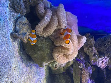 新江ノ島水族館に投稿された画像（2020/8/12）