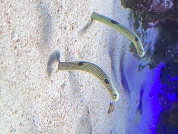 新江ノ島水族館に投稿された画像（2020/8/12）