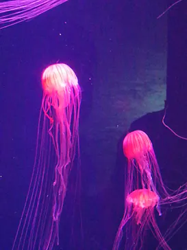 すみだ水族館に投稿された画像（2020/8/12）