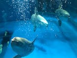 アクアワールド茨城県大洗水族館に投稿された画像（2020/8/12）