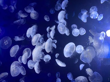 サンシャイン水族館に投稿された画像（2020/8/12）