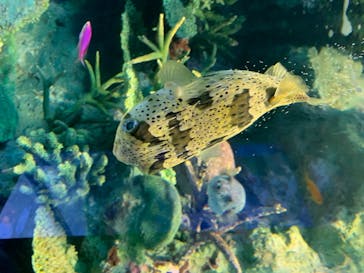 サンシャイン水族館に投稿された画像（2020/8/12）