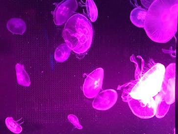 京都水族館に投稿された画像（2020/8/12）