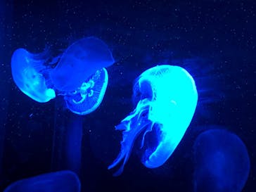 京都水族館に投稿された画像（2020/8/12）
