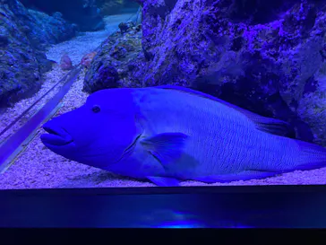すみだ水族館に投稿された画像（2020/8/12）