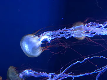 すみだ水族館に投稿された画像（2020/8/12）