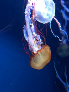 すみだ水族館に投稿された画像（2020/8/12）