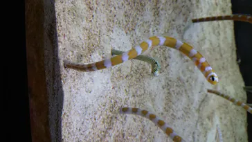 すみだ水族館に投稿された画像（2020/8/12）