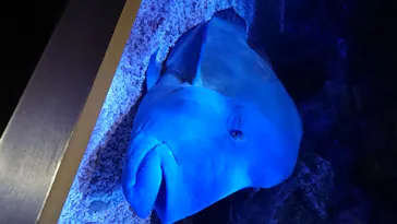 すみだ水族館に投稿された画像（2020/8/12）