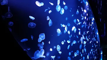 すみだ水族館に投稿された画像（2020/8/12）