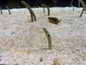 すみだ水族館に投稿された画像（2020/8/12）