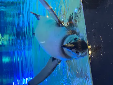 すみだ水族館に投稿された画像（2020/8/12）