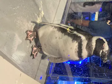 すみだ水族館に投稿された画像（2020/8/12）