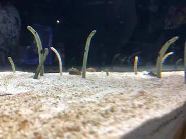 すみだ水族館に投稿された画像（2020/8/12）