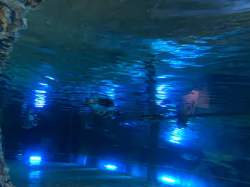 すみだ水族館に投稿された画像（2020/8/12）