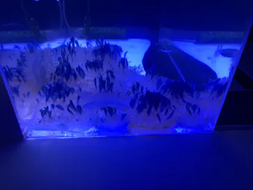 すみだ水族館に投稿された画像（2020/8/12）