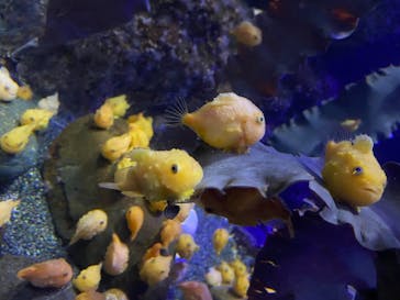 新江ノ島水族館に投稿された画像（2020/8/12）