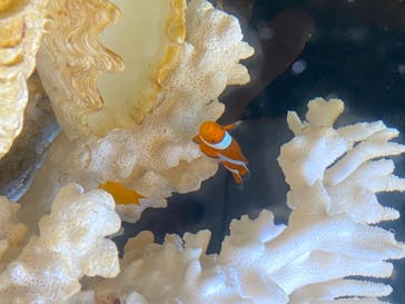 新江ノ島水族館に投稿された画像（2020/8/12）