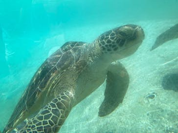 新江ノ島水族館に投稿された画像（2020/8/12）