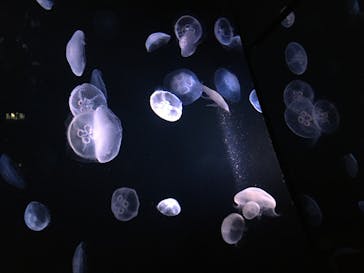 サンシャイン水族館に投稿された画像（2020/8/12）