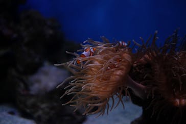 新江ノ島水族館に投稿された画像（2020/8/12）