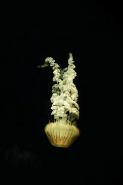 新江ノ島水族館に投稿された画像（2020/8/12）