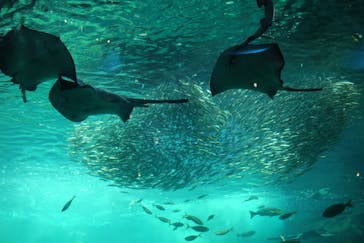 新江ノ島水族館に投稿された画像（2020/8/12）