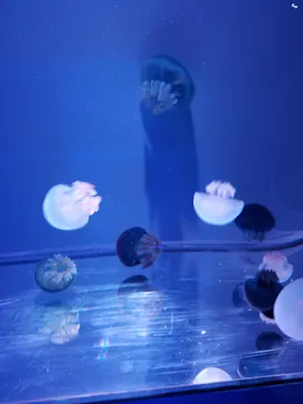 すみだ水族館に投稿された画像（2020/8/12）