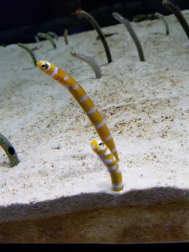 すみだ水族館に投稿された画像（2020/8/12）