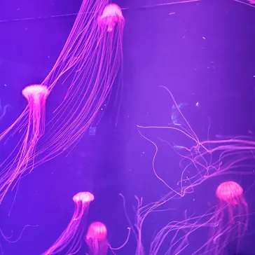 すみだ水族館に投稿された画像（2020/8/12）