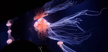 サンシャイン水族館に投稿された画像（2020/8/12）