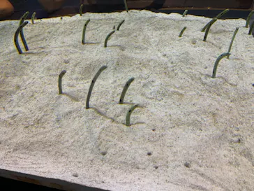 すみだ水族館に投稿された画像（2020/8/12）