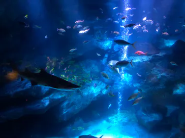 すみだ水族館に投稿された画像（2020/8/12）